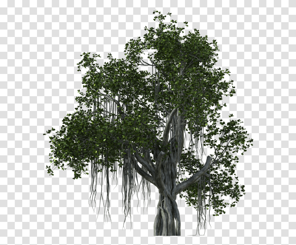 Tropical Branch Hd Tropical Plant, Tree, Root, Vegetation, Outdoors Transparent Png