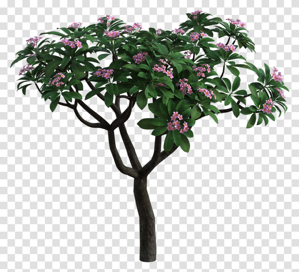 Tropical Bush Flowers Bougainvillea, Plant, Ikebana, Art, Vase Transparent Png