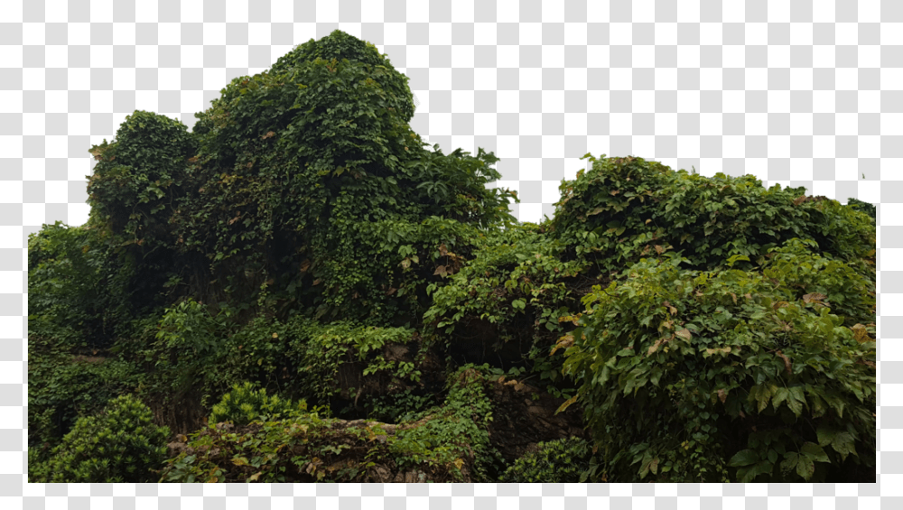 Tropical Bush Picture Library Download Jungle Bush, Vegetation, Plant, Rainforest, Land Transparent Png