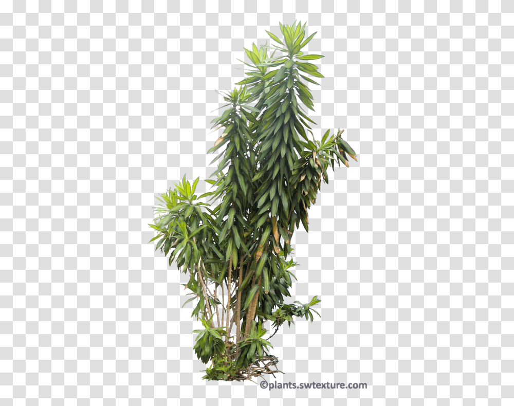 Tropical Bushes Tropical Bushes, Plant, Pineapple, Fruit, Food Transparent Png