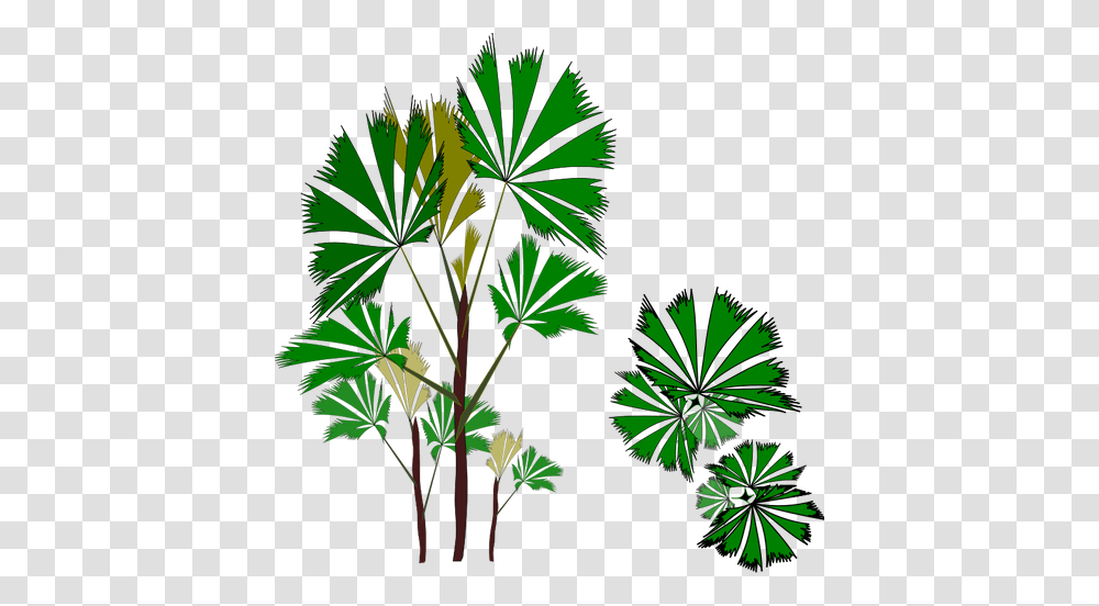 Tropical Evergreen Tree, Vegetation, Plant, Palm Tree, Nature Transparent Png