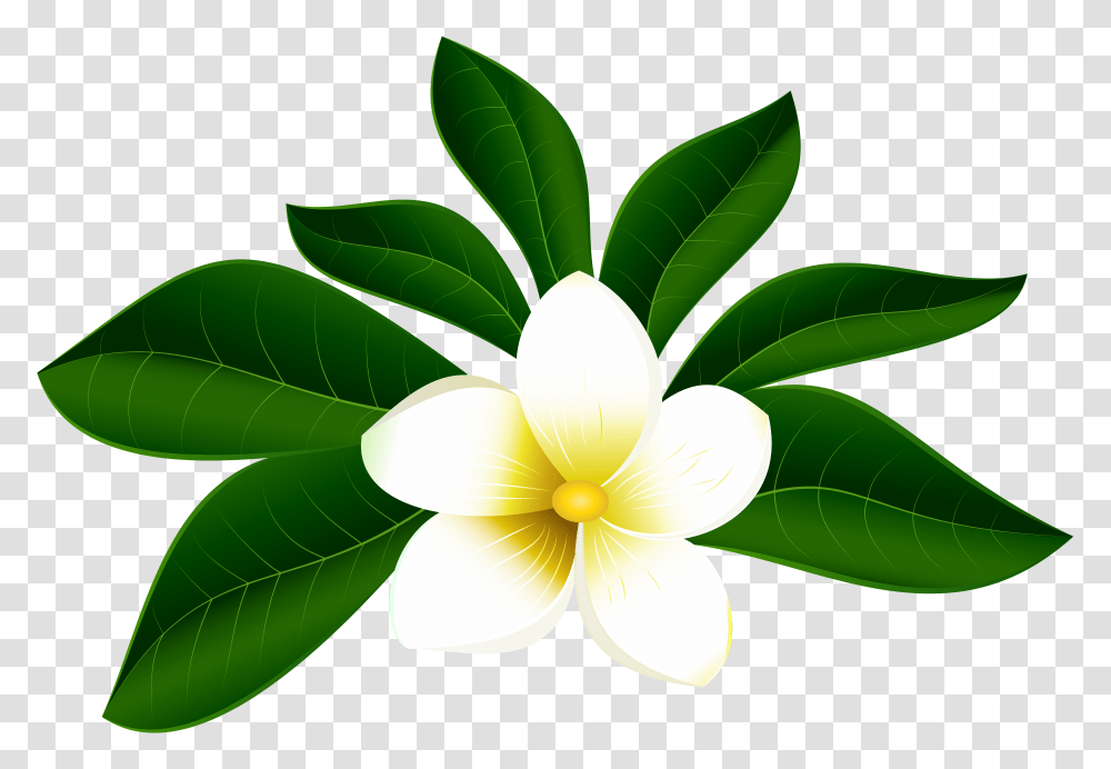 Tropical Exotic Flower Clip Art, Plant, Green, Leaf Transparent Png