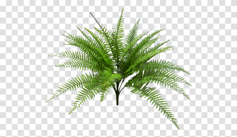 Tropical Fern Svg Black And White Palm, Plant Transparent Png