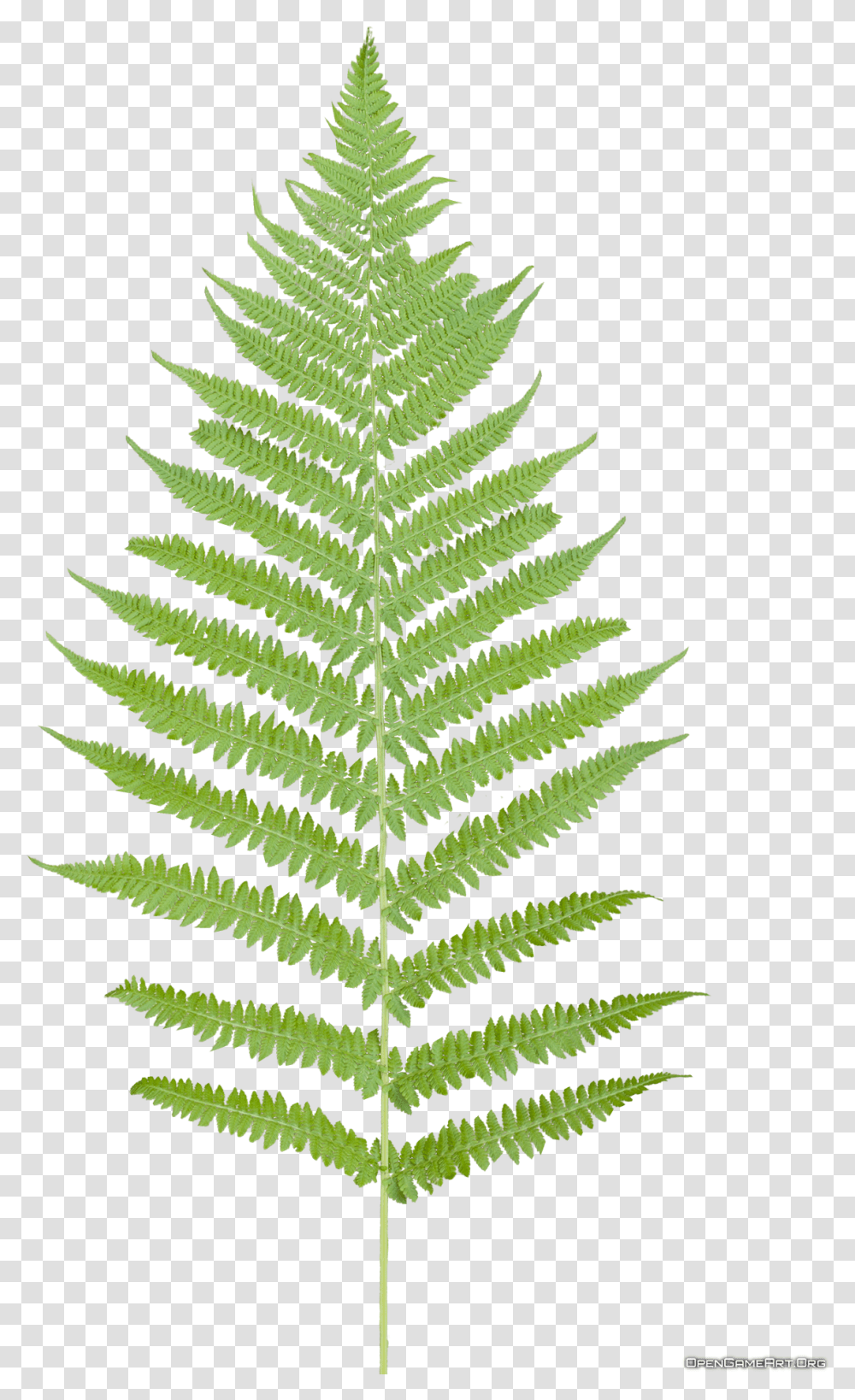 Tropical Ferns Fern Leaf, Plant, Christmas Tree, Ornament Transparent Png