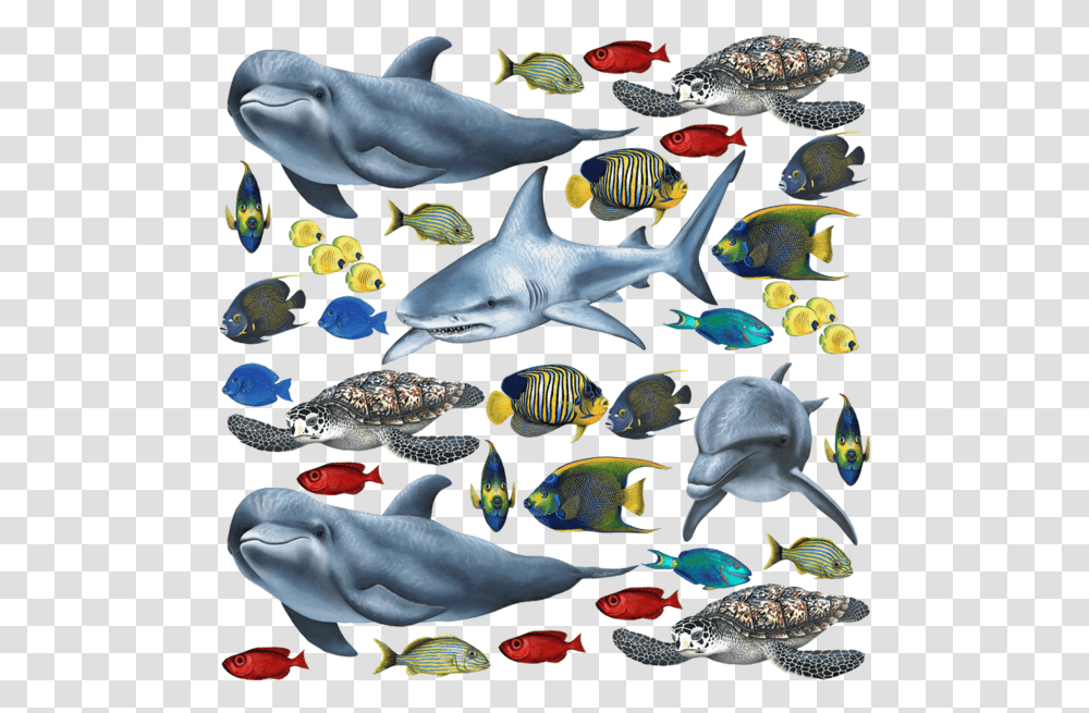 Tropical Fish And Sea Creatures Collection Economy Size Fish Collection, Sea Life, Animal, Turtle, Reptile Transparent Png
