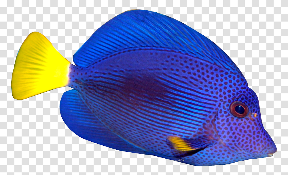 Tropical Fish Background, Surgeonfish, Sea Life, Animal, Angelfish Transparent Png