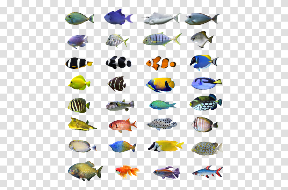 Tropical Fish Bali, Surgeonfish, Sea Life, Animal, Aquatic Transparent Png