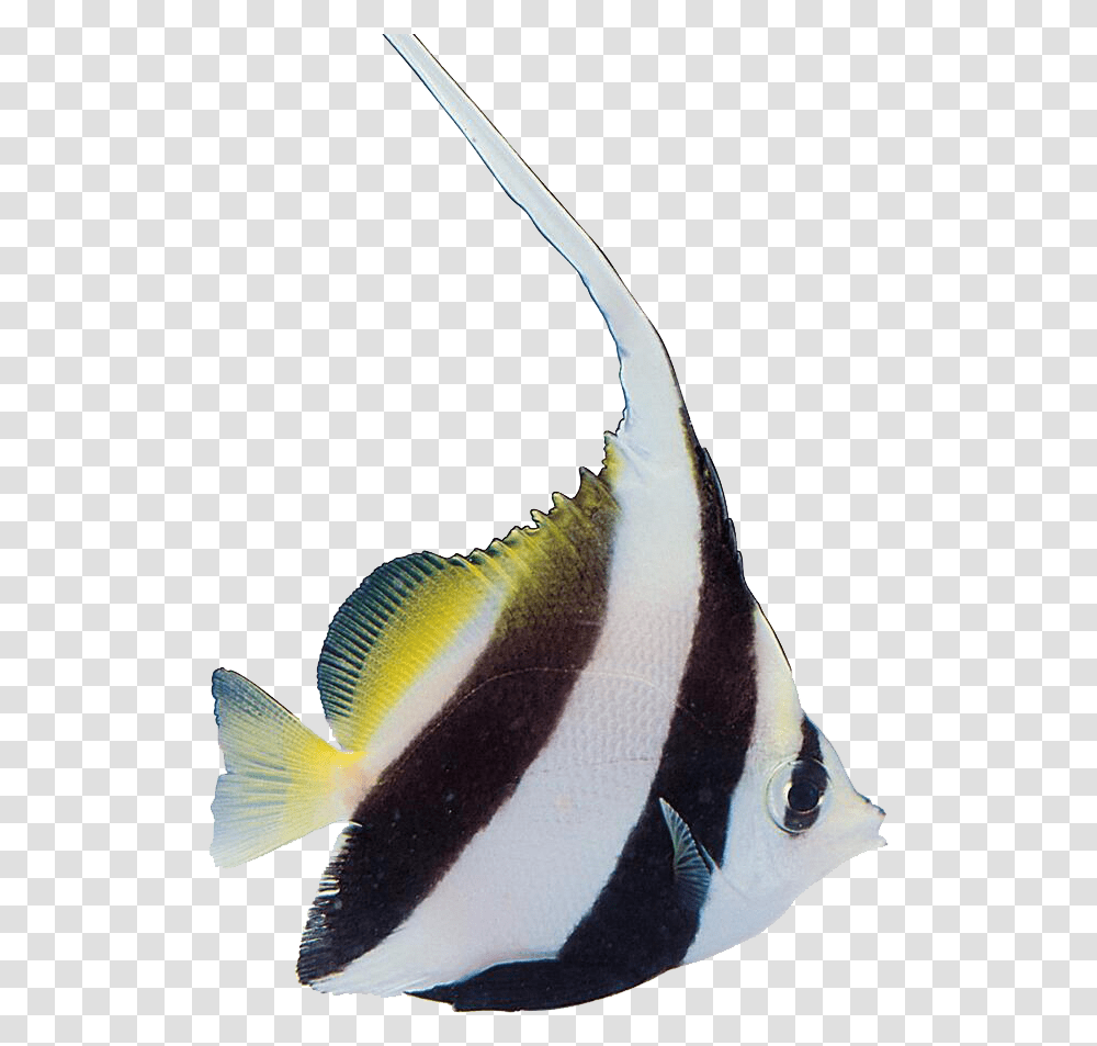 Tropical Fish Carassius Auratus Aquatic Plants Portable Network Graphics, Angelfish, Sea Life, Animal, Bird Transparent Png