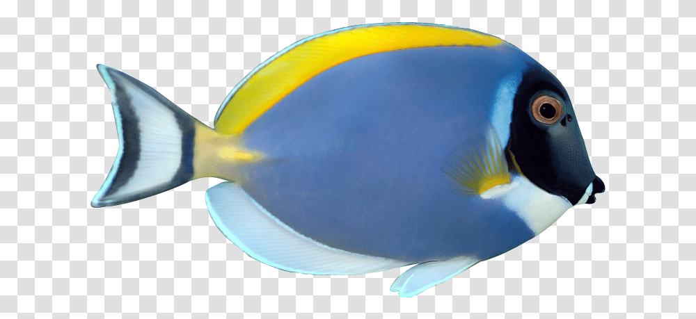 Tropical Fish Clip Art Powder Blue Tang Fish, Surgeonfish, Sea Life, Animal, Bird Transparent Png