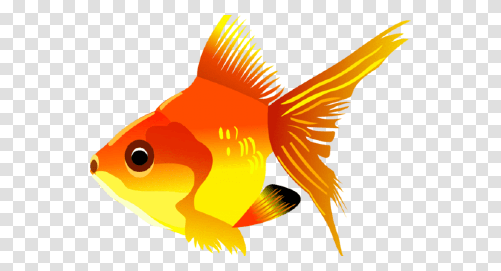 Tropical Fish Clipart Background Fish Clipart Background, Goldfish, Animal Transparent Png