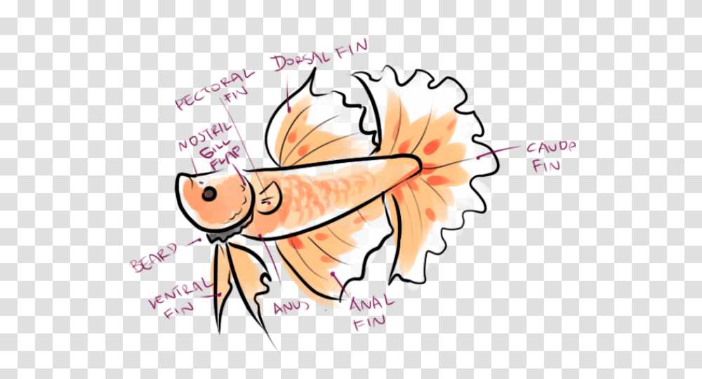 Tropical Fish Clipart Betta Fish, Goldfish, Animal Transparent Png