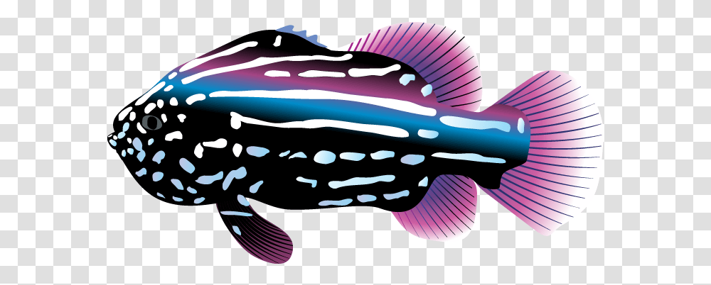 Tropical Fish Clipart Image Clipart Tropical Fish, Animal, Aquatic, Water, Sea Life Transparent Png
