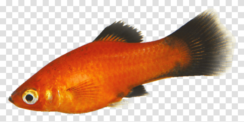 Tropical Fish Goldfish Goldfish, Animal Transparent Png