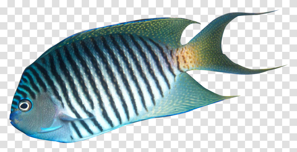 Tropical Fish Realistic Tropical Fish Clipart, Angelfish, Sea Life, Animal, Snake Transparent Png
