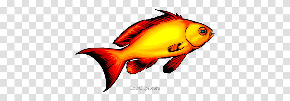 Tropical Fish Royalty Free Vector Clip Art Illustration, Animal, Bird, Goldfish, Rock Beauty Transparent Png