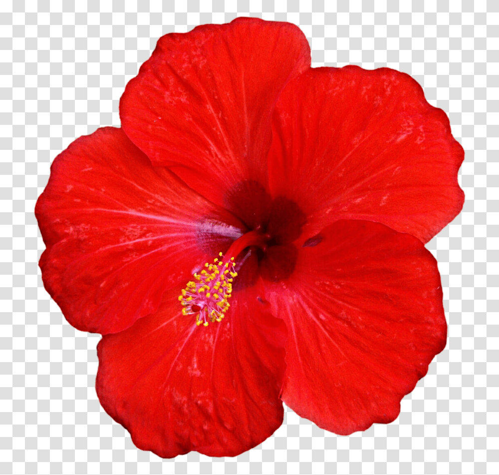 Tropical Fleur Tropical Red Tropical Flower Red Hibiscus Flower, Plant, Blossom, Honey Bee, Insect Transparent Png