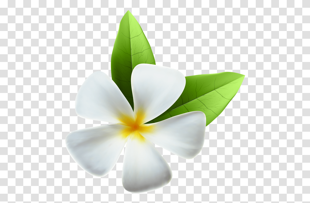 Tropical Flow Clipart Jasmine Flower, Plant, Petal, Blossom, Leaf Transparent Png