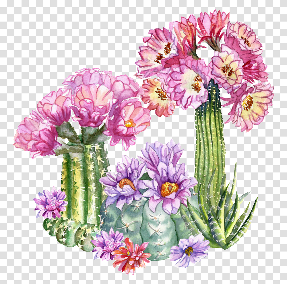 Tropical Flower Bouquet, Plant, Cactus, Blossom, Geranium Transparent Png