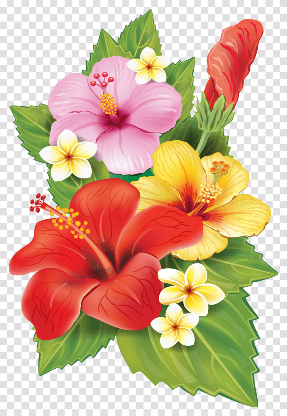 Tropical Flower Illustration Free Background Tropical Flowers, Plant, Hibiscus, Blossom, Anther Transparent Png
