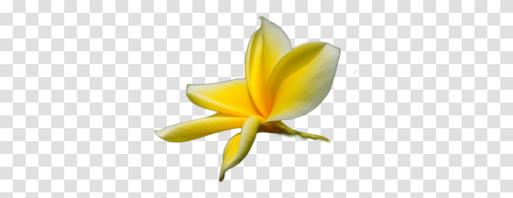 Tropical Flower Psd Detail Tropical Flower Yellow Tropical Flowers, Petal, Plant, Banana, Fruit Transparent Png