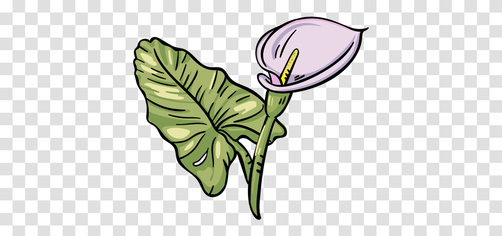 Tropical Flower Purple Calla Lily Lovely, Plant, Blossom, Leaf, Petal Transparent Png