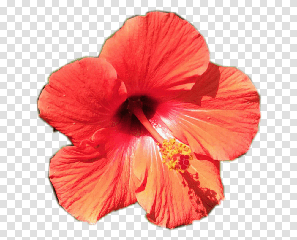 Tropical Flower Tropical Flower Pretty Orange, Plant, Hibiscus, Blossom, Anther Transparent Png