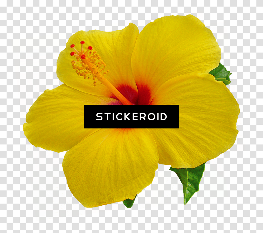 Tropical Flower Yellow Hibiscus Flower Background, Plant, Blossom, Petal, Anther Transparent Png