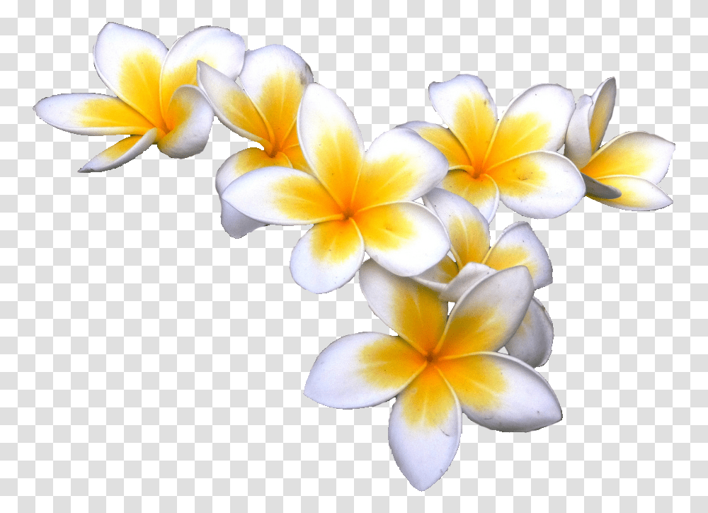 Tropical Flowers Background, Plant, Petal, Blossom, Geranium Transparent Png