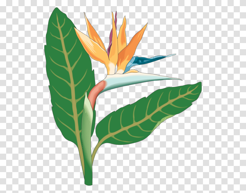 Tropical Flowers Border Stock Illustration Illustration Of Bird, Leaf, Plant, Flame, Fire Transparent Png