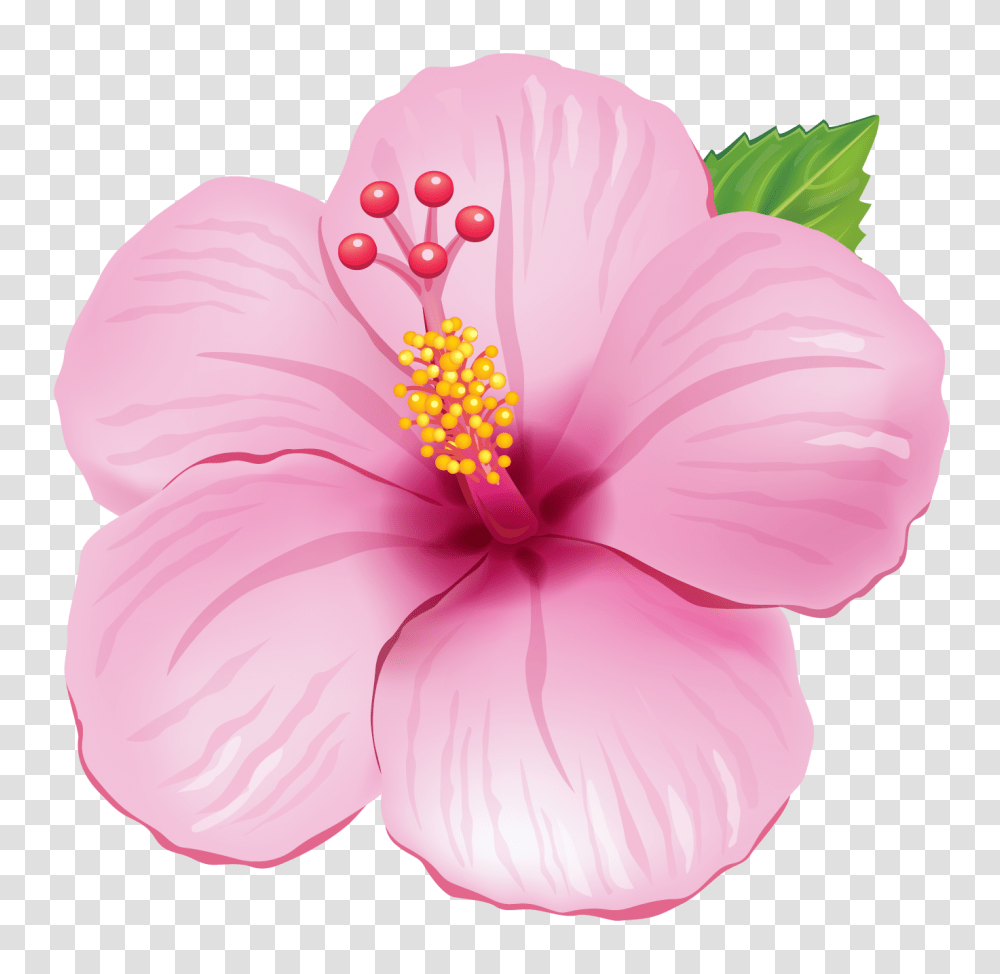 Tropical Flowers Clipart Flower, Plant, Hibiscus, Blossom, Pollen Transparent Png