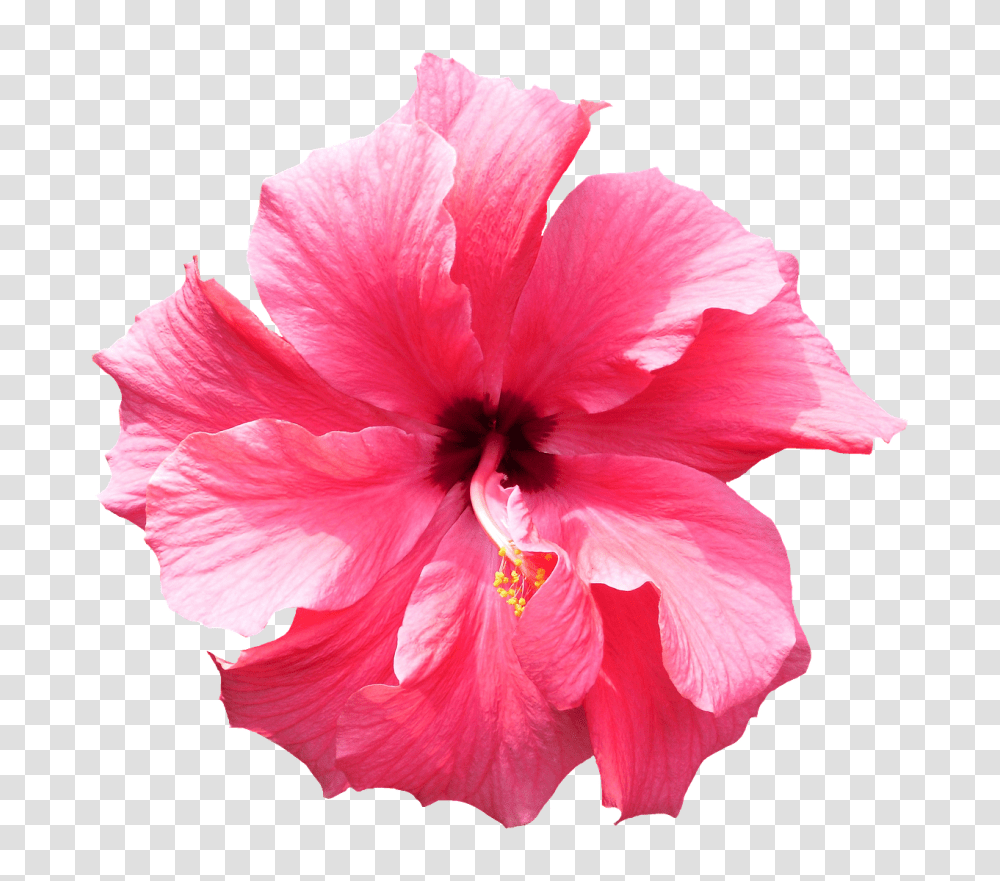 Tropical Flowers Flowerspng Images Realistic Flower Clip Art, Hibiscus, Plant, Blossom Transparent Png