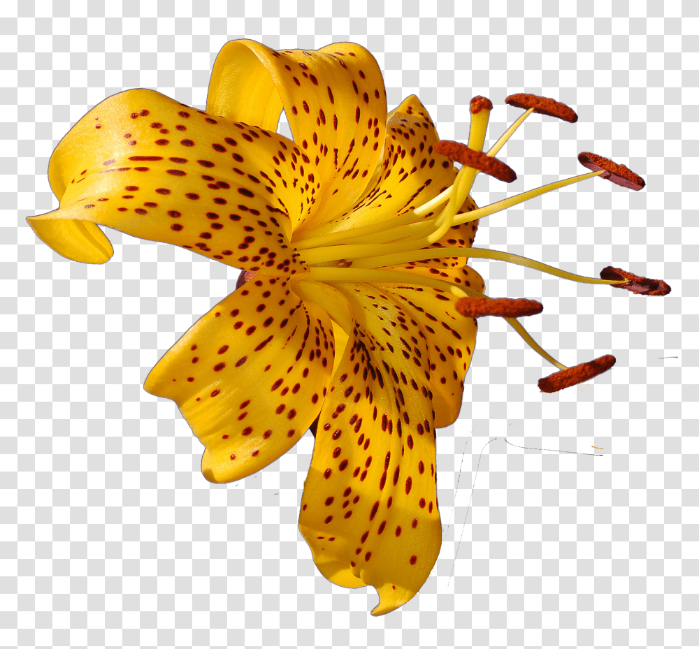 Tropical Flowers Tropical Flower Photo, Plant, Lily, Blossom, Anther Transparent Png