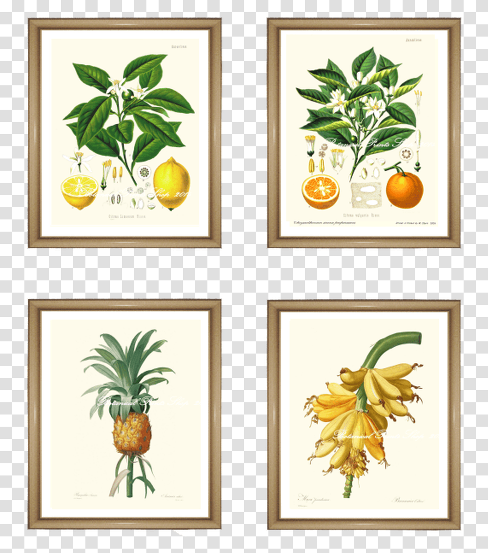 Tropical Fruit Prints Set Framed Botanical Vintage Prints, Plant, Food, Pineapple, Label Transparent Png
