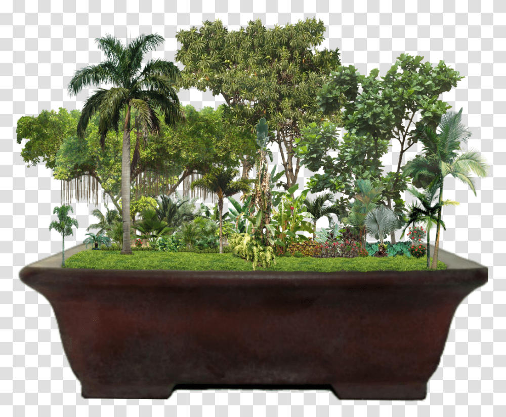 Tropical Garden Jungle Palmtrees Trees Plants Ficus Lyrata, Potted Plant, Vase, Jar, Pottery Transparent Png
