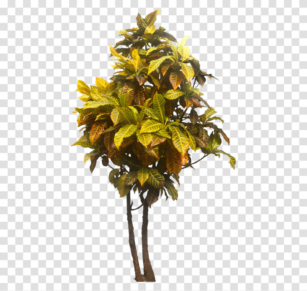 Tropical Garden Tropical Tree, Leaf, Plant, Flower, Veins Transparent Png