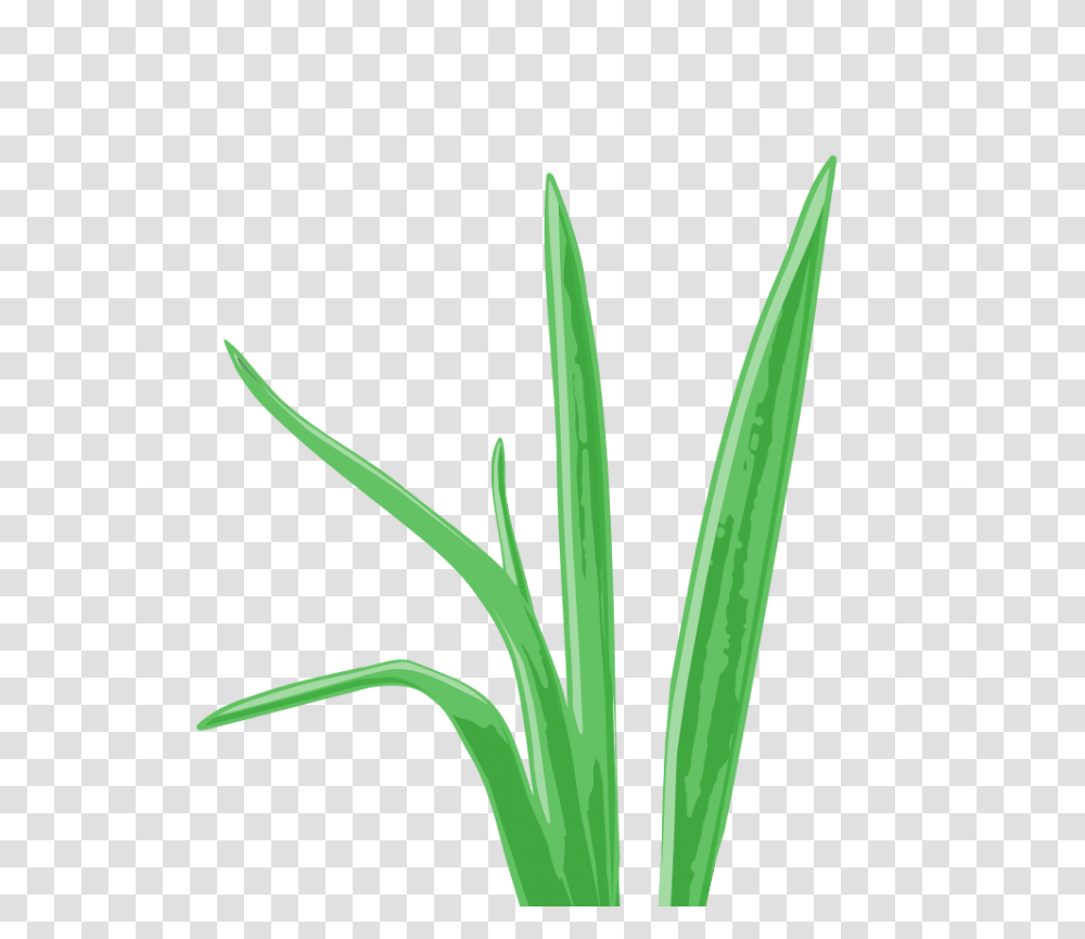 Tropical Grass Aquarium Plant, Produce, Food, Vegetable, Flower Transparent Png