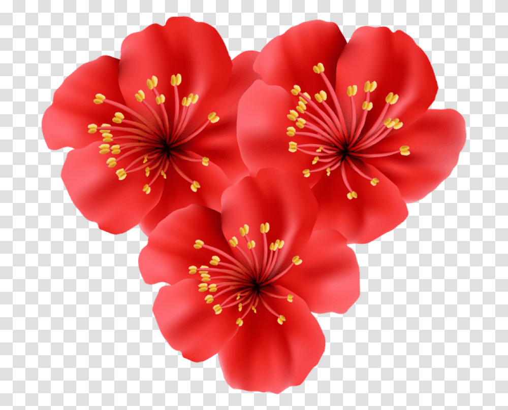 Tropical Island Flowers Flower Images In Format, Plant, Anther, Blossom, Geranium Transparent Png