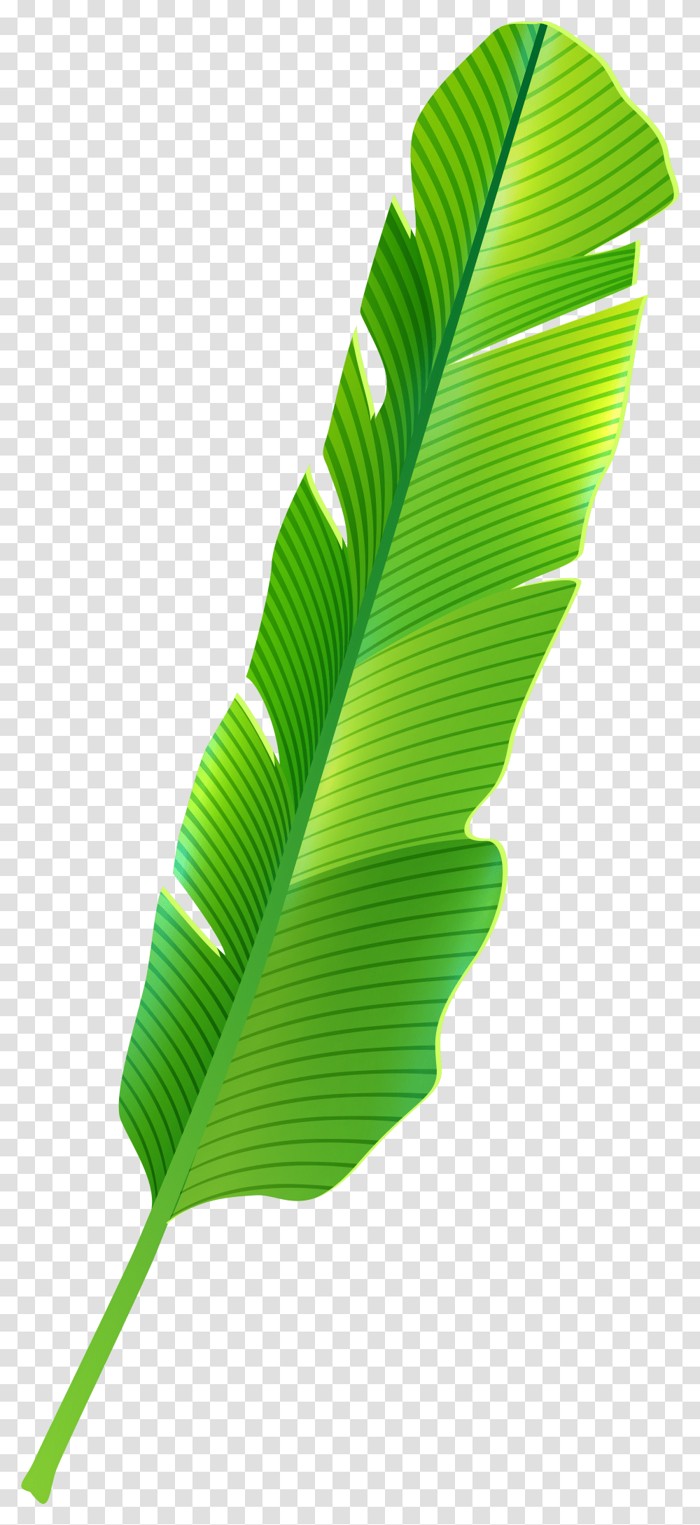 Tropical Leaf Clip Art Transparent Png