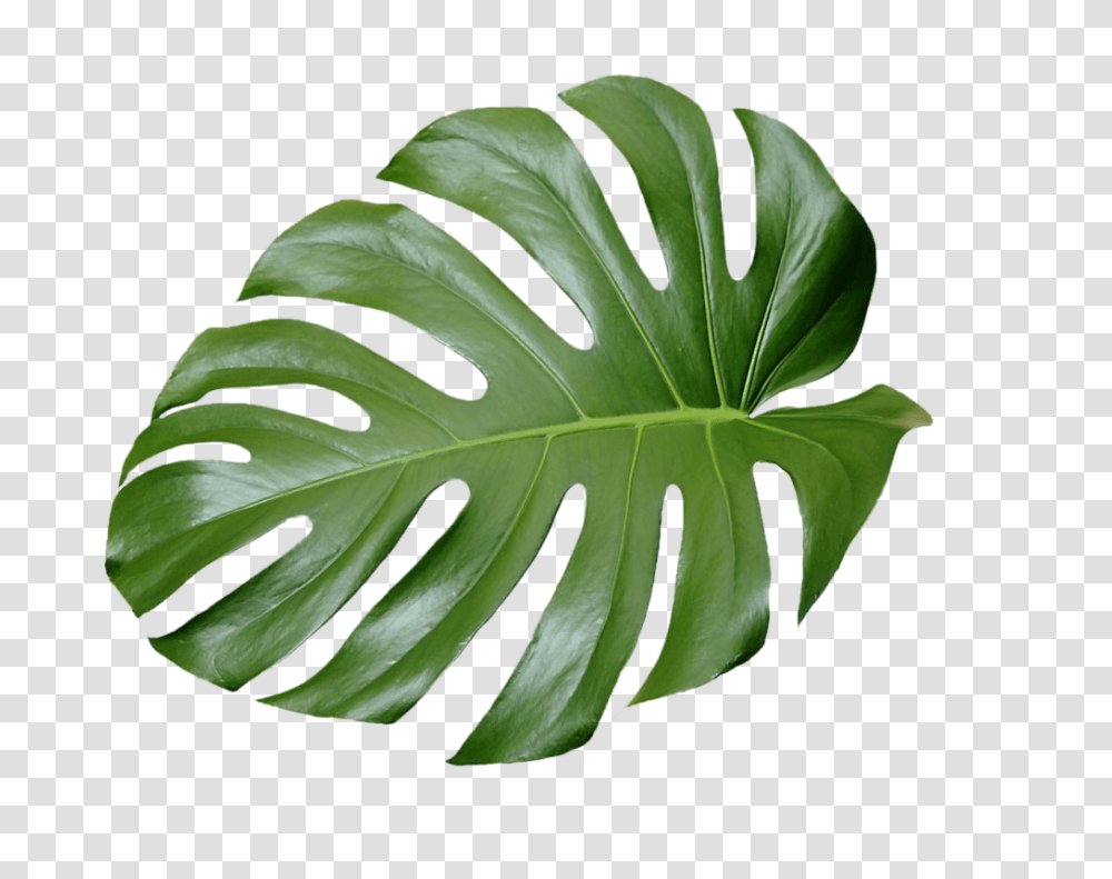 Tropical Leaf Plant Aesthetic Ftestickers Freetoedit, Green, Annonaceae, Tree Transparent Png