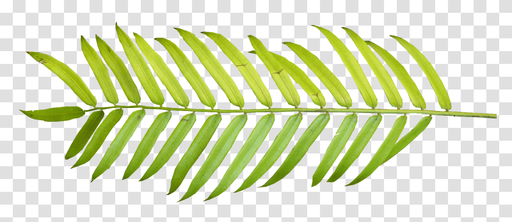 Tropical Leaf, Plant, Fern, Tree, Conifer Transparent Png