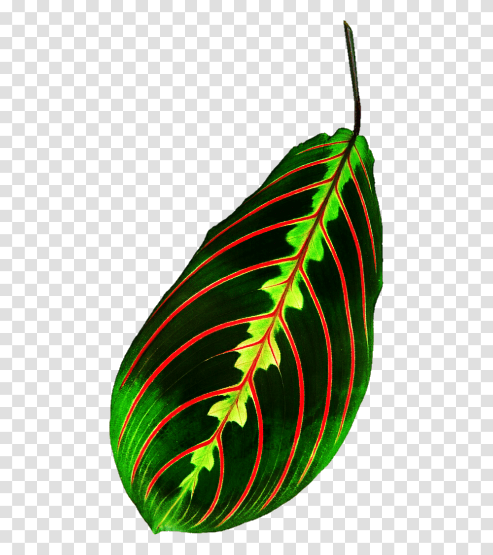 Tropical Leaf, Plant, Veins, Bird, Animal Transparent Png