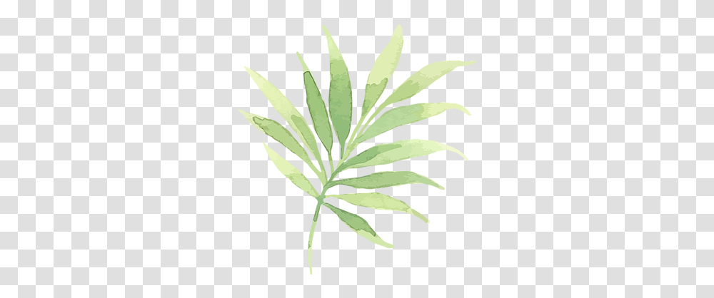 Tropical Leaves 2, Plant, Leaf, Weed, Hemp Transparent Png