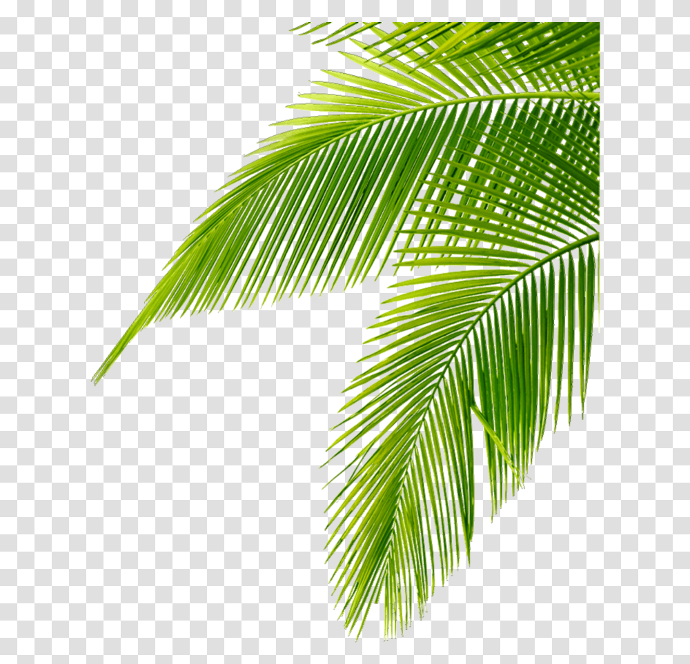 Tropical Leaves Green Freetoedit Leaf Palm Tree, Plant, Arecaceae, Fern, Flower Transparent Png