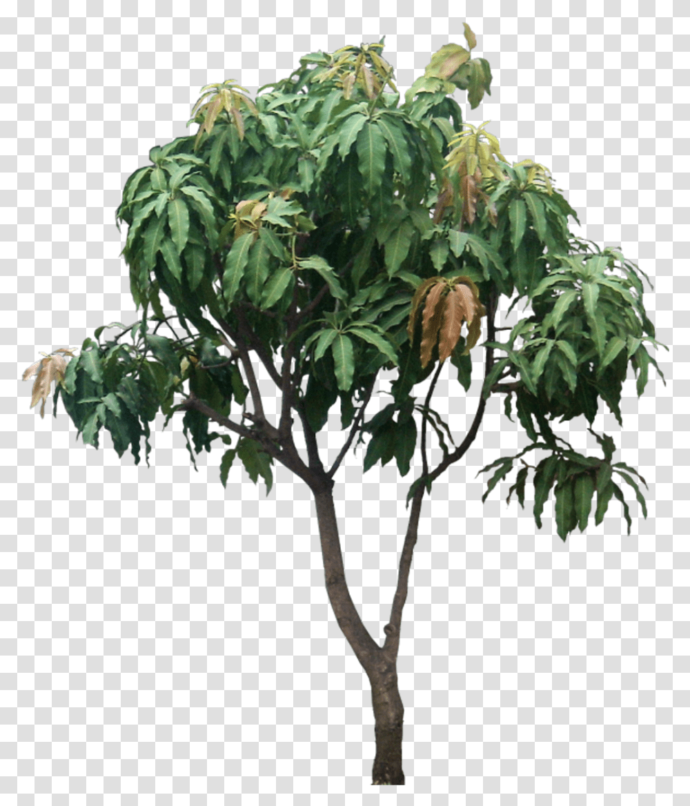 Tropical Mango Tree Hd, Plant, Potted Plant, Vase, Jar Transparent Png