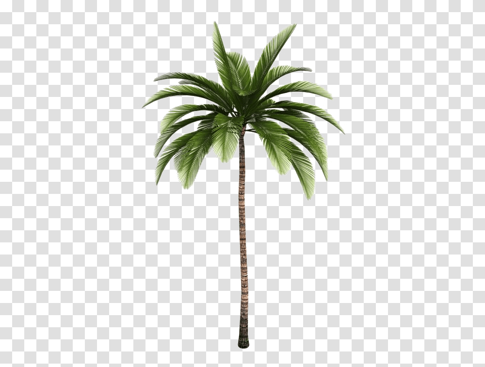 Tropical Palm Tree Background Image Play Palm Tree Icon, Plant, Arecaceae, Cross, Symbol Transparent Png