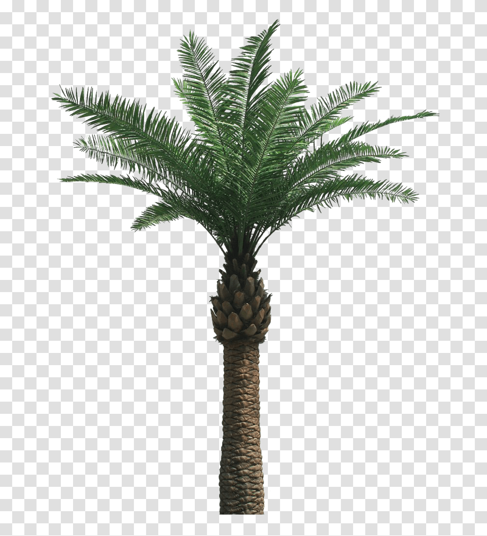 Tropical Palm Tree Clipart Oil Palm Tree, Plant, Arecaceae, Cross, Symbol Transparent Png