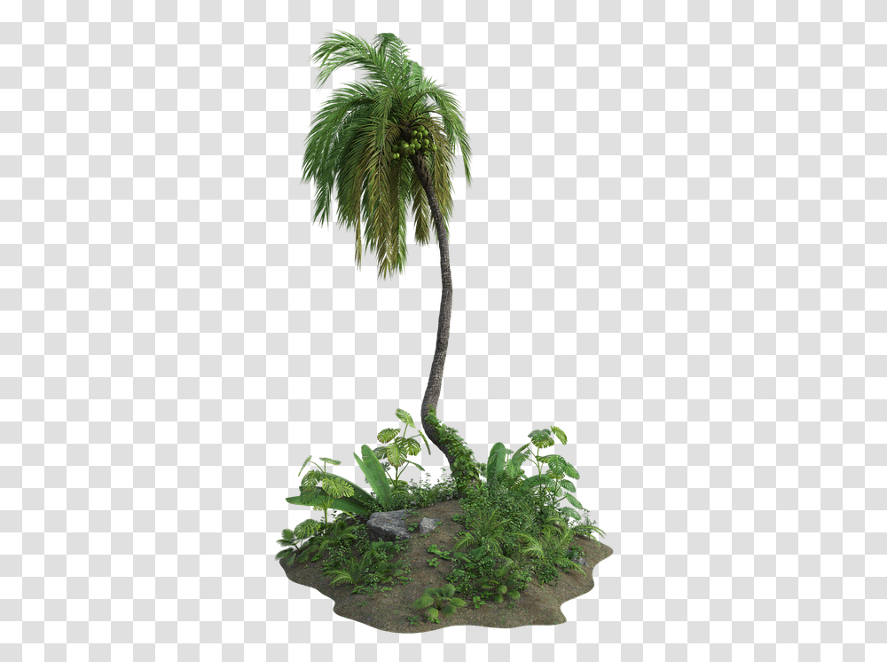 Tropical Palm Tree Exotic Leaves Grass Green Ecsotic Plants, Arecaceae, Leaf, Conifer, Annonaceae Transparent Png