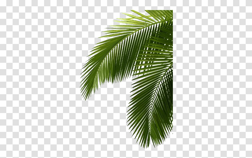 Tropical Palm Tree Free File Download Play Tropical Palm Leaves, Vegetation, Plant, Rainforest, Land Transparent Png