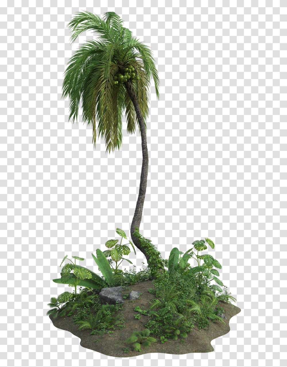 Tropical Palm Tree Free Image On Pixabay Portable Network Graphics, Plant, Conifer, Arecaceae, Leaf Transparent Png