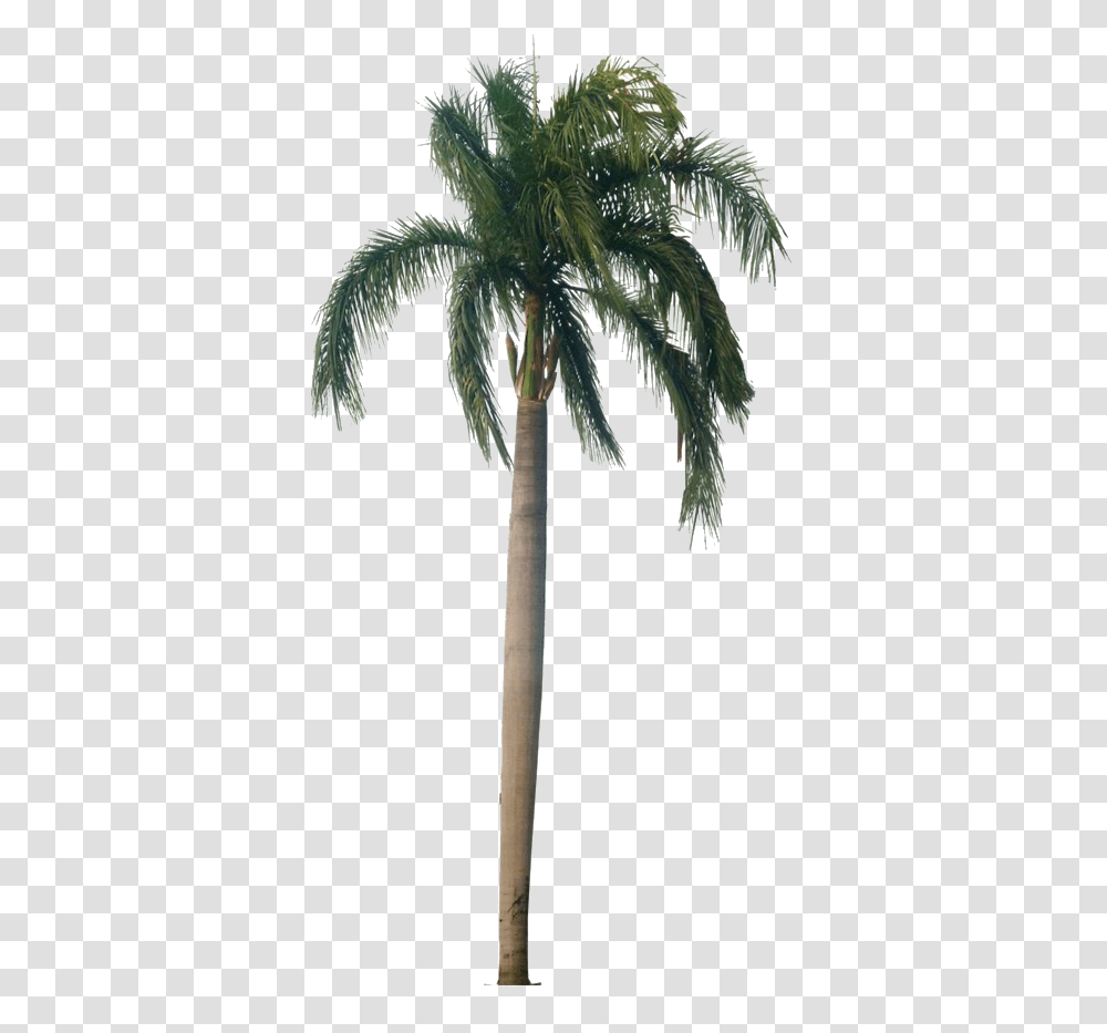 Tropical Palm Tree Hd Quality Play Roystonea Regia, Plant, Arecaceae, Cross, Symbol Transparent Png
